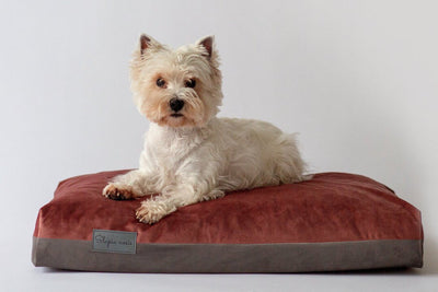 Šuns guolis Šlapia Nosis. Šuo guli ant lovos 